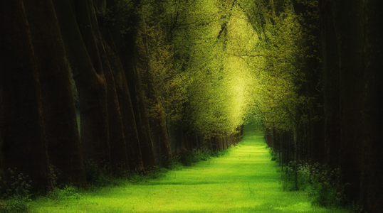 forest